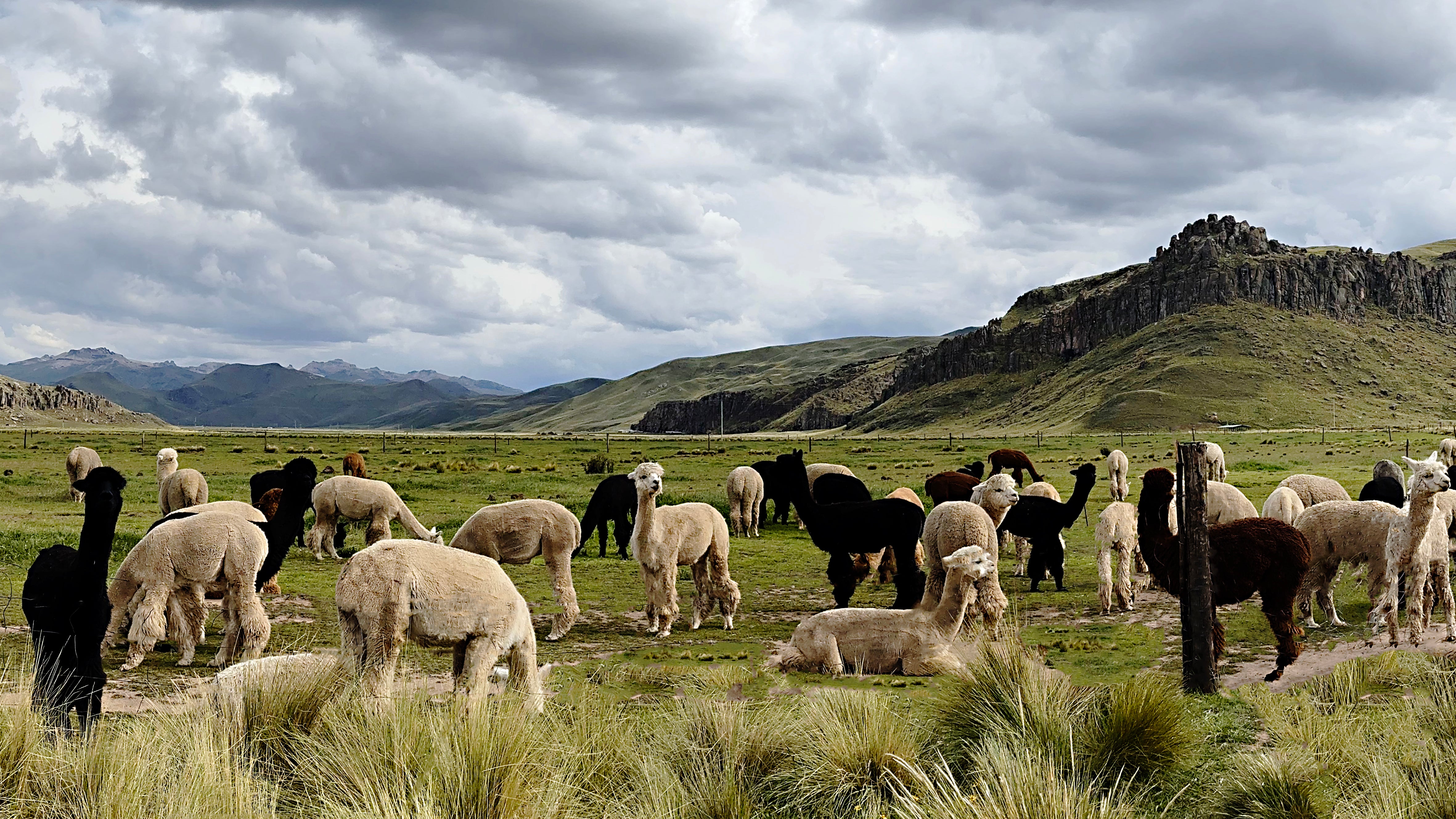 Why Alpaca? Get to Know Sustainable Fashion's Finest Fiber